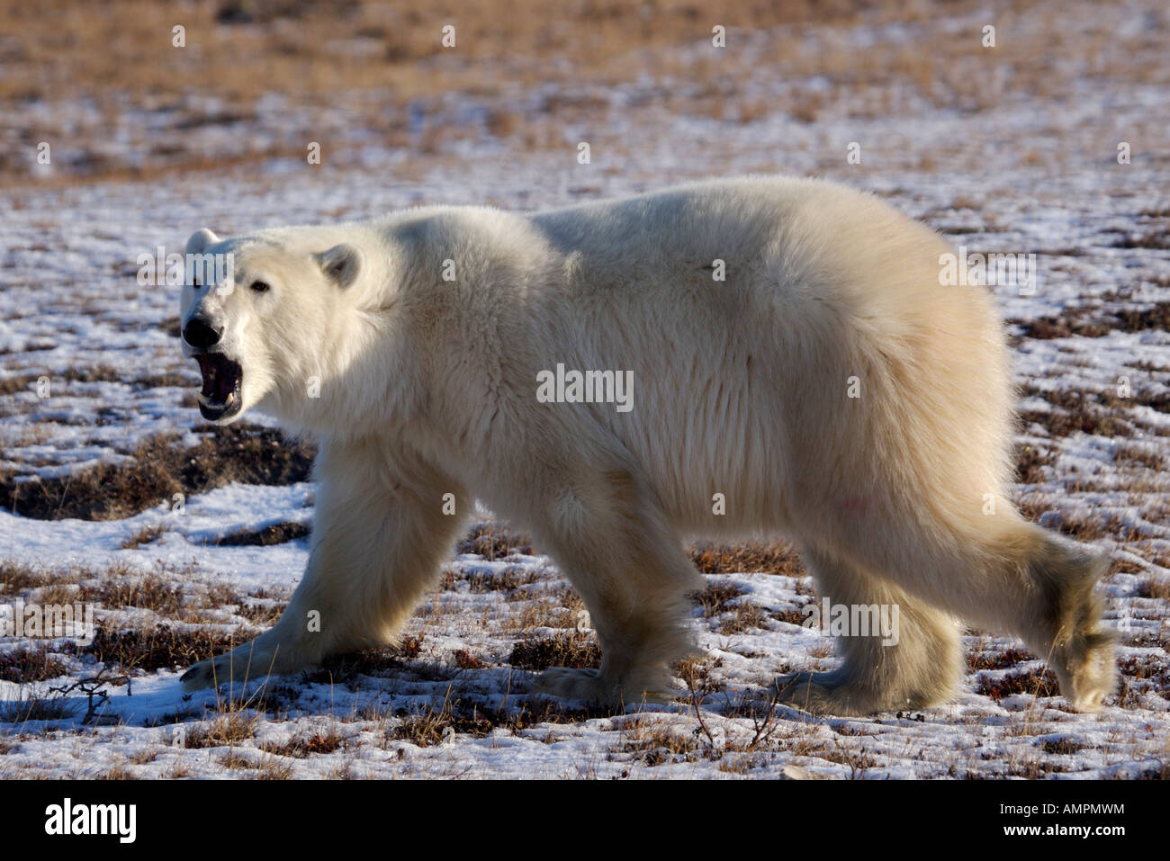 Polar Bear, Ursus maritimus, near Camp Nanuq, Hudson Bay, Churchill, Manitoba, Canada. Stock Photo