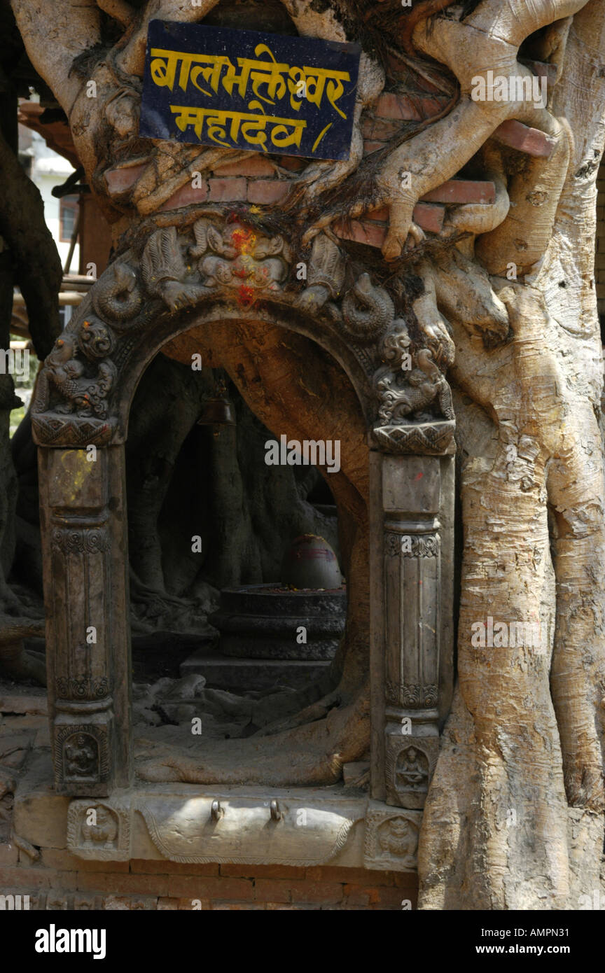 Small shrine in a fig tree Ficus religiosa with script in sanskrit Gokarna Mahadev Temple Kathmandu Nepal Stock Photo