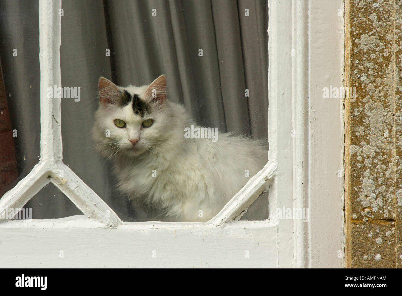 A white and black cat sits patiently looking out of a window Stock ...