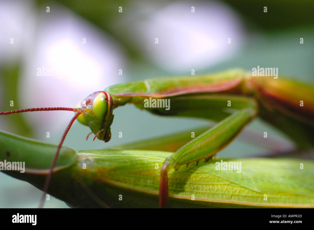 A Manticore Male is sitting on a Manticore Female mantis religiosa Stock Photo