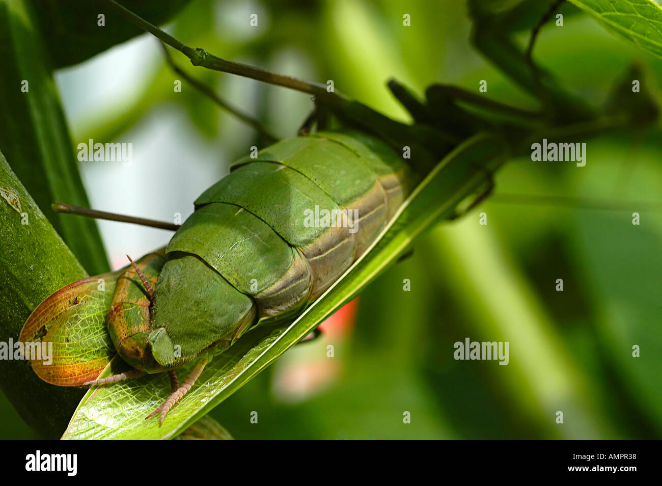 Two Manticore mating mantis religiosa Stock Photo