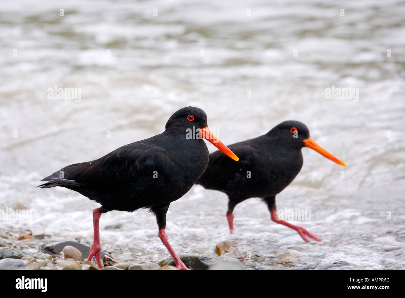Variable Oyster Catcher, Haematopus unicolor, Ocean Bay, Port Underwood, Marlborough District, South Island, New Zealand. Stock Photo
