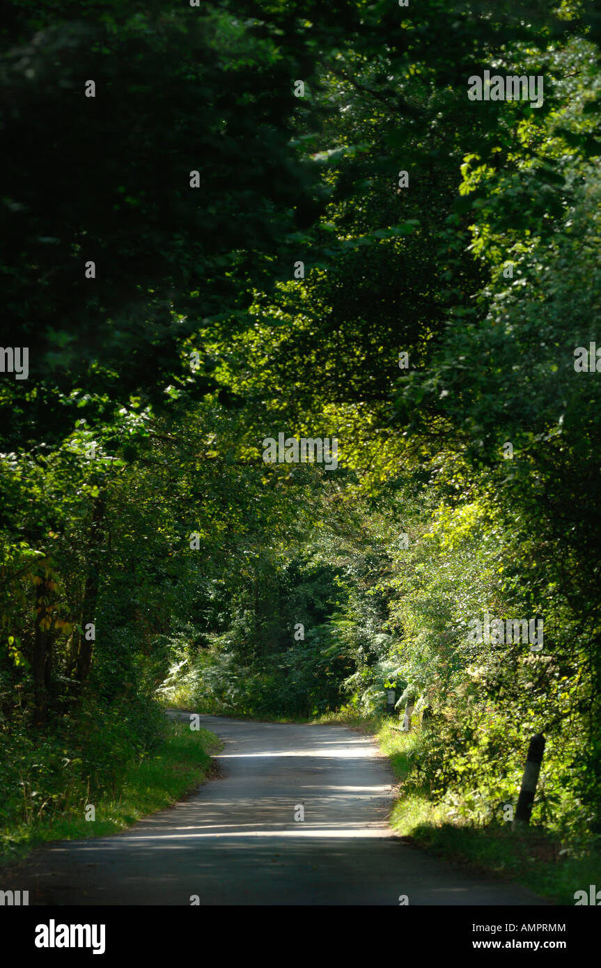 Woodland country lane hires stock photography and images Alamy