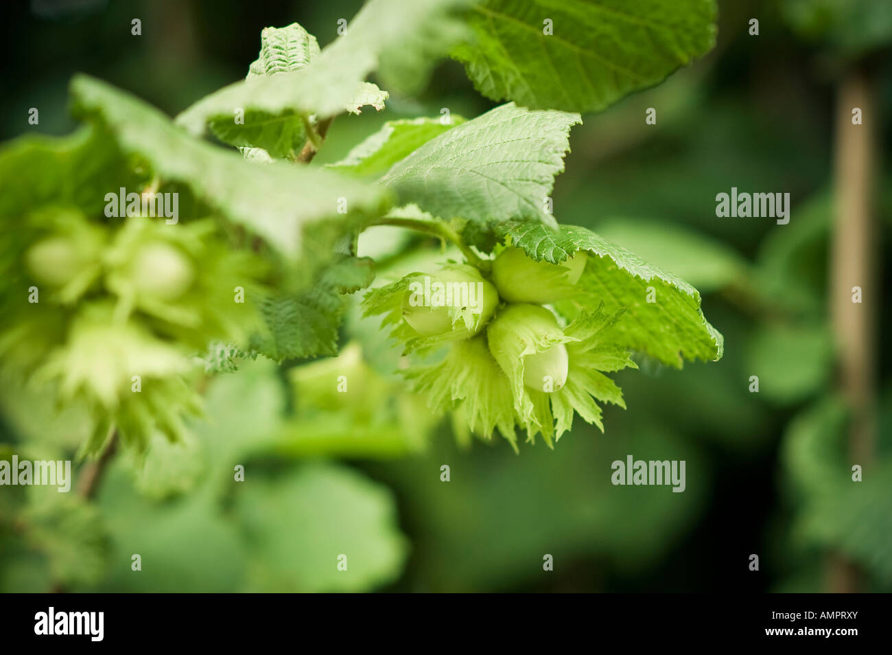 Hazelnuts Stock Photo