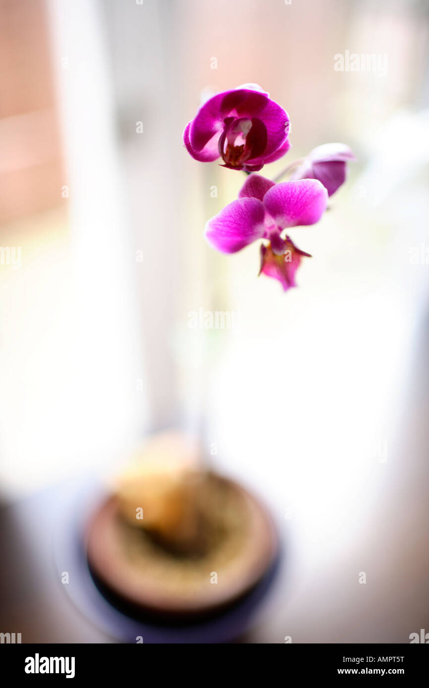 orchid in pot Stock Photo