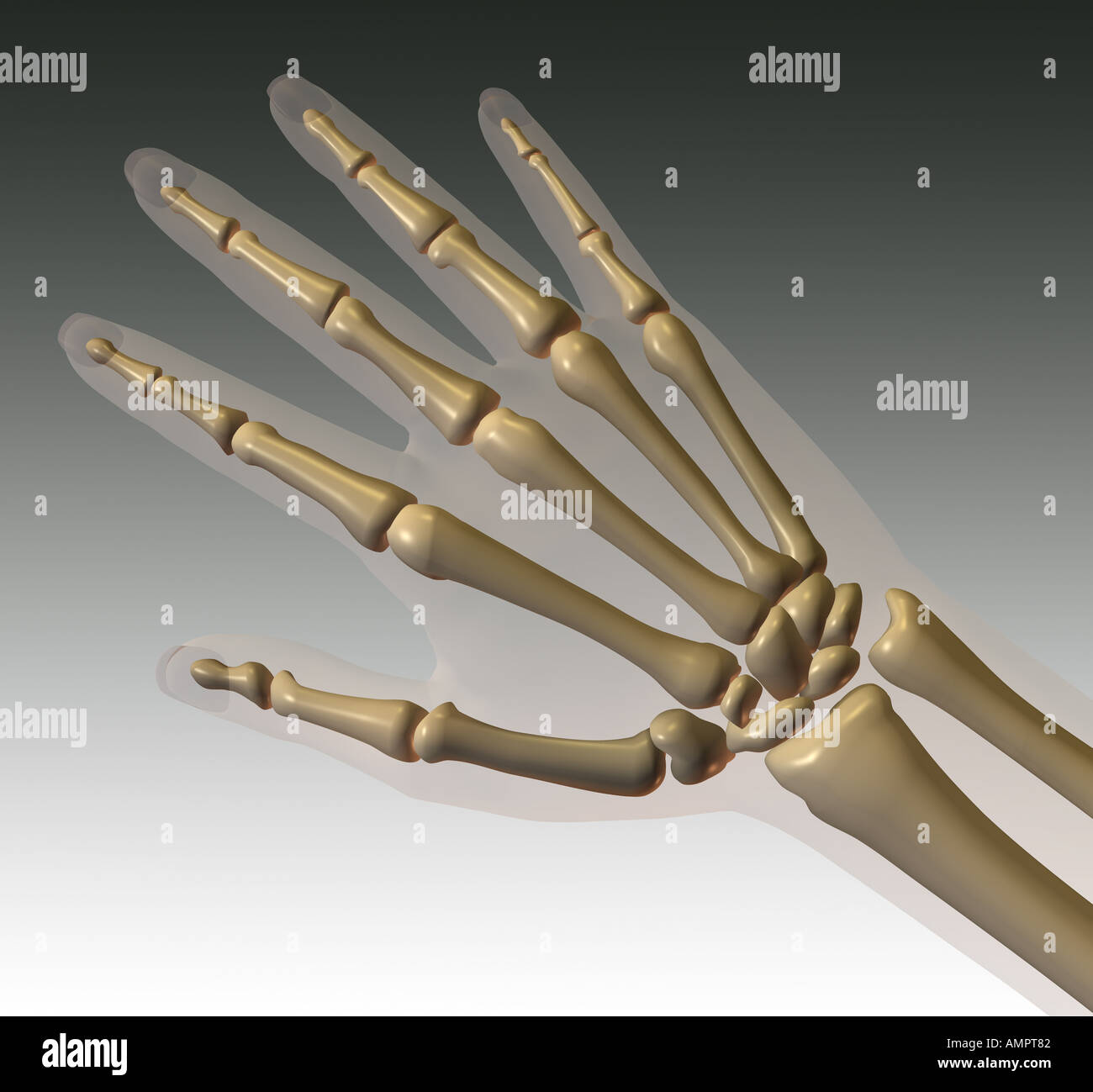 Hand bones illustration hi-res stock photography and images - Alamy