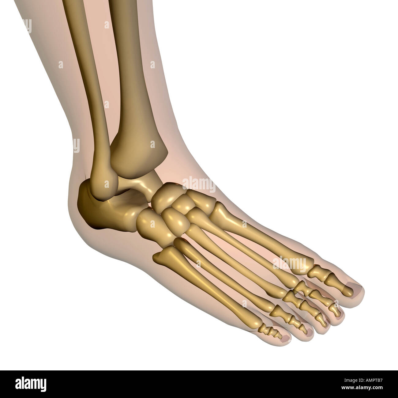 Anatomy bones feet Cut Out Stock Images & Pictures - Alamy