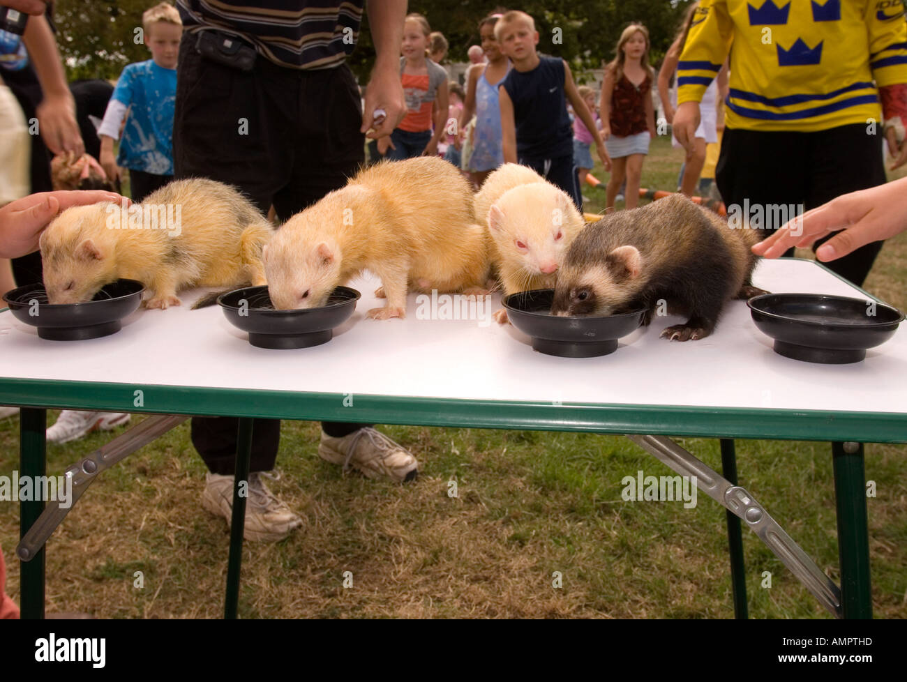 Ferrets feeding at Hampton Court Show, UK, 2006 Stock Photo Alamy