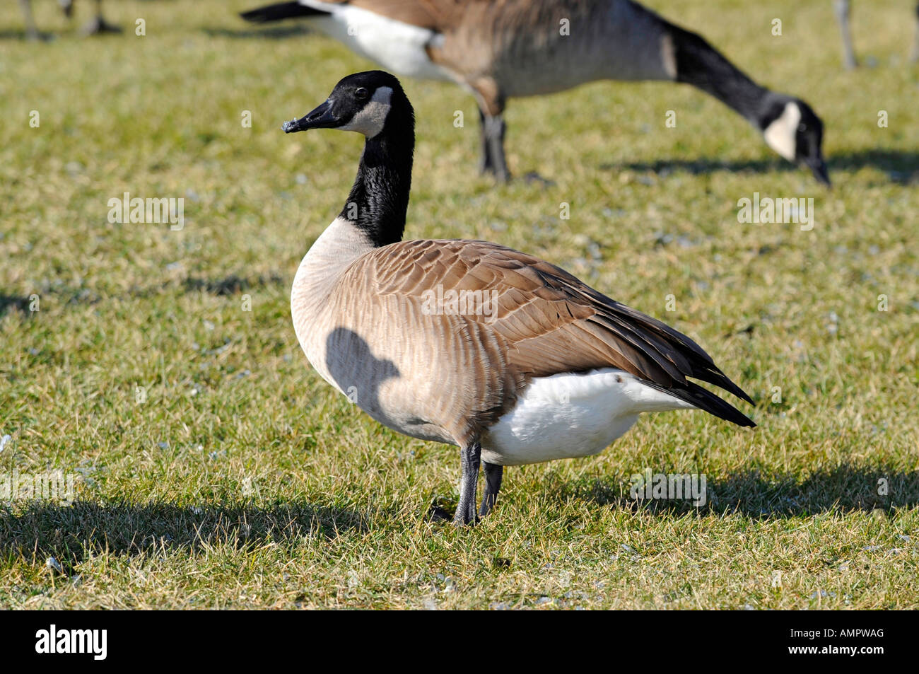 Canadian winter geese hires stock photography and images Alamy