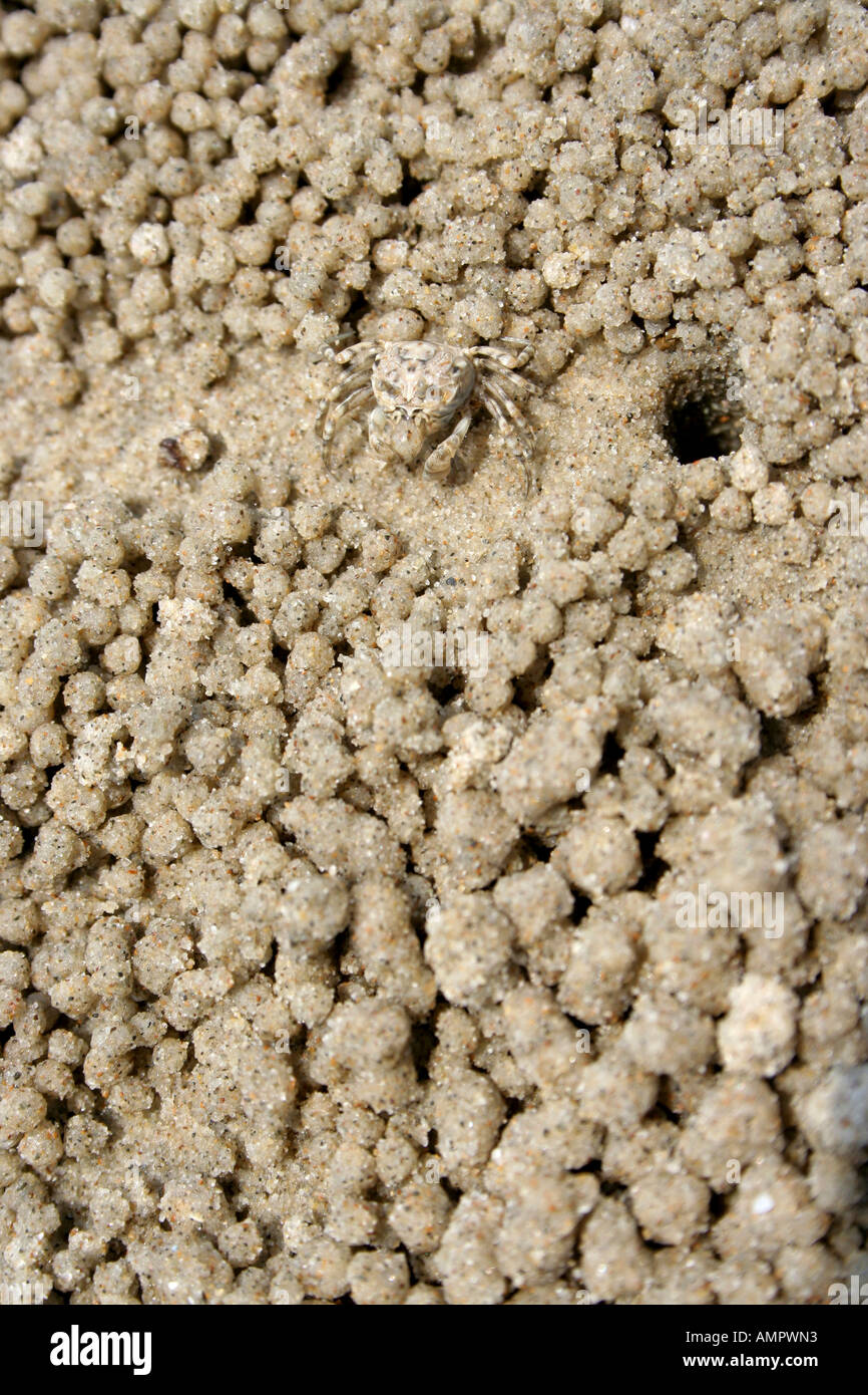 Sand bubble crab making sand balls Stock Photo Alamy