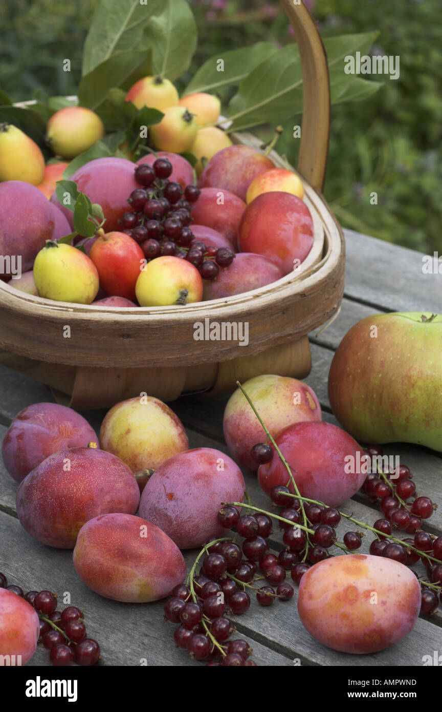 Freshly  picked Selection of home grown soft fruit, including apples, plums, red currants and berries, England, August Stock Photo