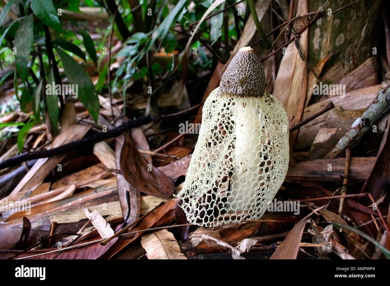 A rare tropical mushroom, basket stinkhorn (Dictyophora indusiata ),  found in Malaysia. Stock Photo