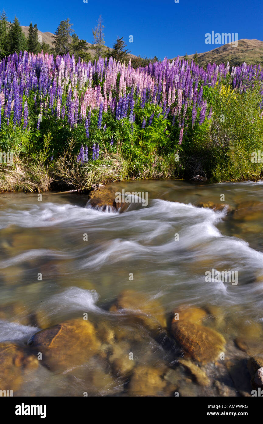 Lupins growing wild on the banks of the Cardrona River along the Crown Range Road, Central Otago, South Island, New Zealand. Stock Photo