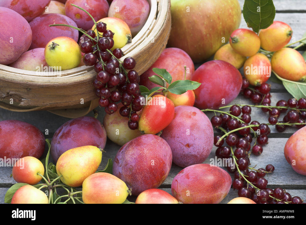 Freshly  picked Selection of home grown soft fruit, including apples, plums, red currants and berries, England, August Stock Photo