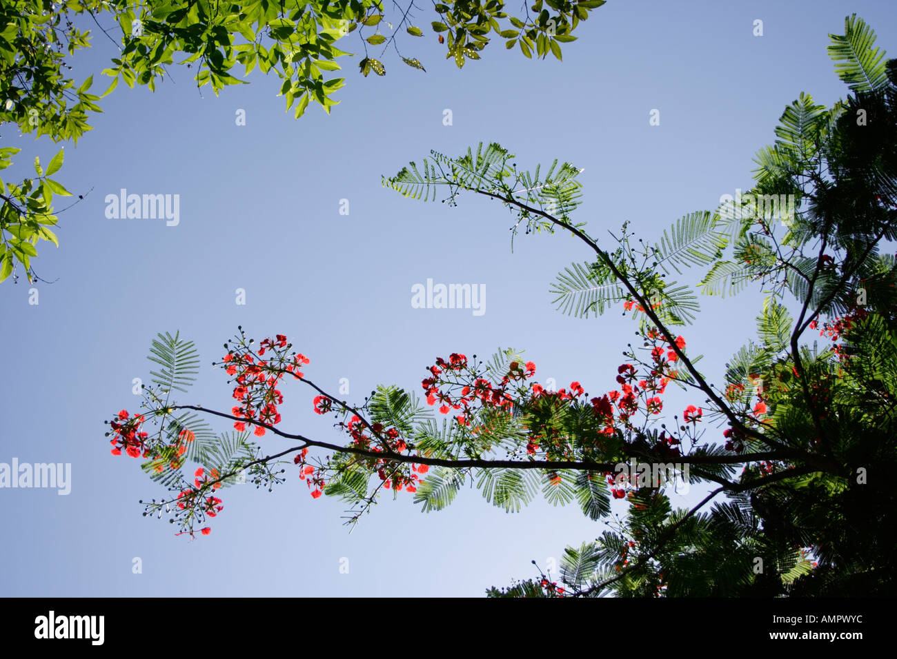 Red And Blue Small Flowers Hi res Stock Photography And Images Alamy Red and blue small flowers hi res stock photography and images alamy