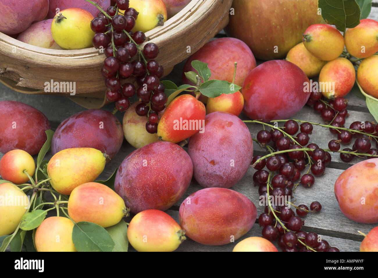 Freshly  picked Selection of home grown soft fruit, including apples, plums, red currants and berries, England, August Stock Photo