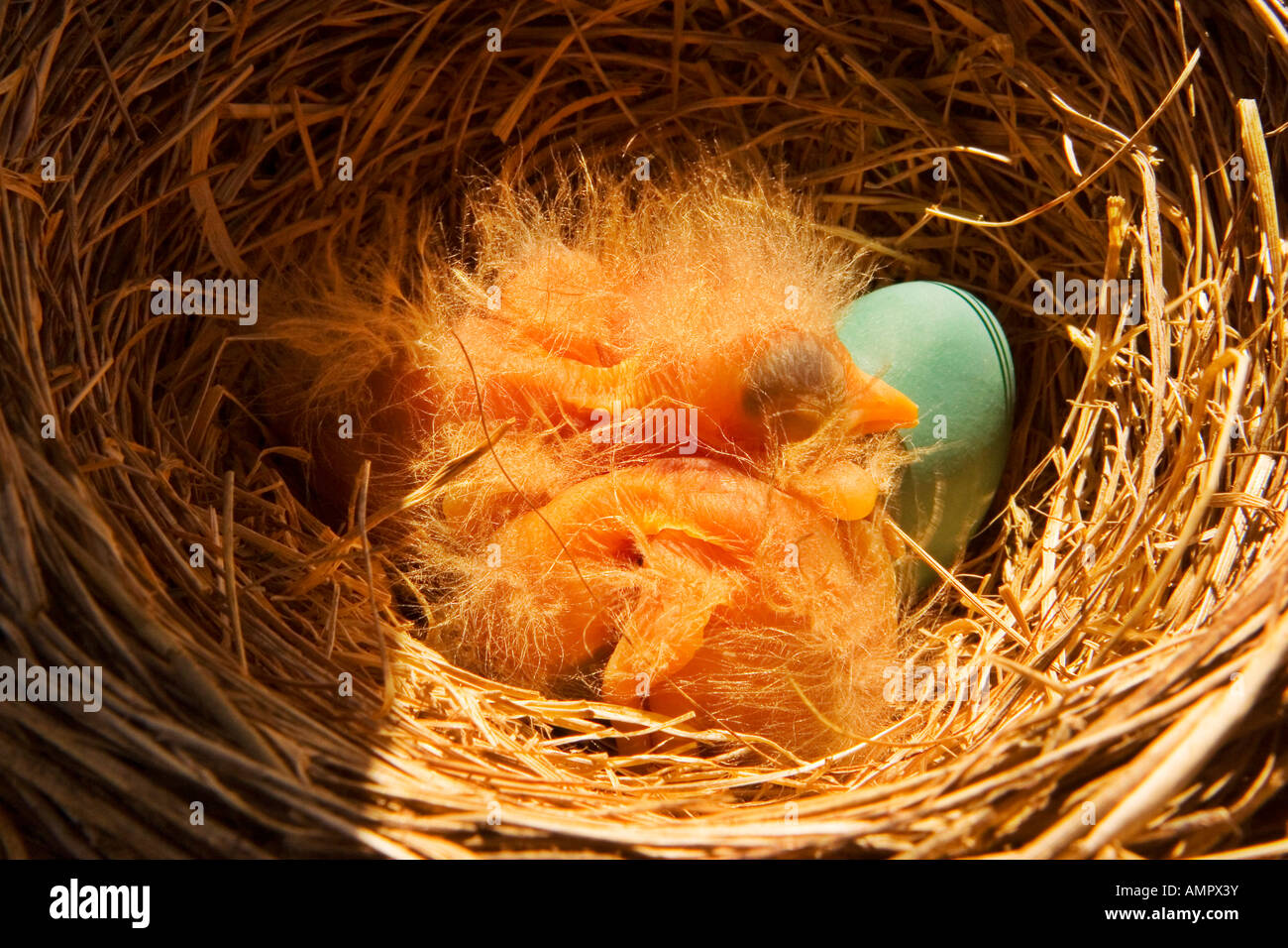 Robin s Nest Sandbanks Provincial Park Prince Edward County Ontario