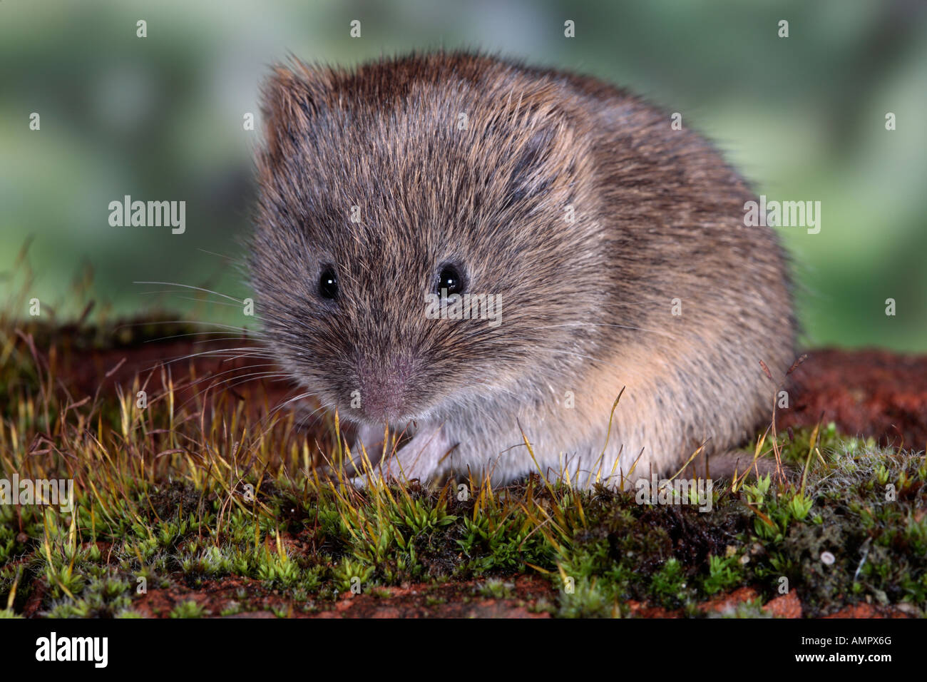 https://c8.alamy.com/comp/AMPX6G/short-tailed-vole-microtus-agrestis-sitting-looking-alert-potton-bedfordshire-AMPX6G.jpg