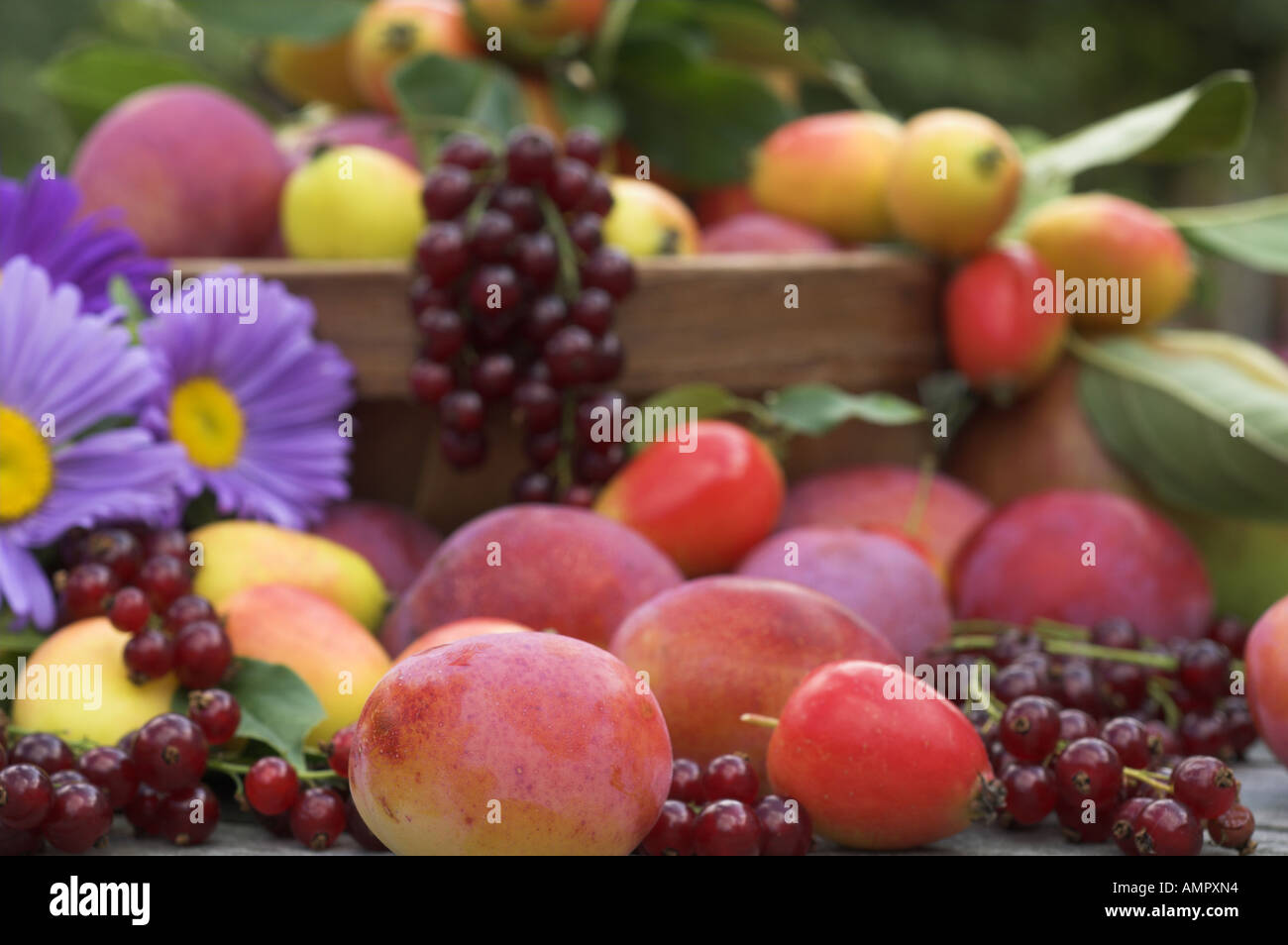 Freshly  picked Selection of home grown soft fruit, including apples, plums, red currants and berries, England, August Stock Photo