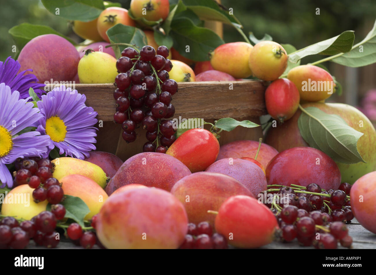 Freshly  picked Selection of home grown soft fruit, including apples, plums, red currants and berries, England, August Stock Photo