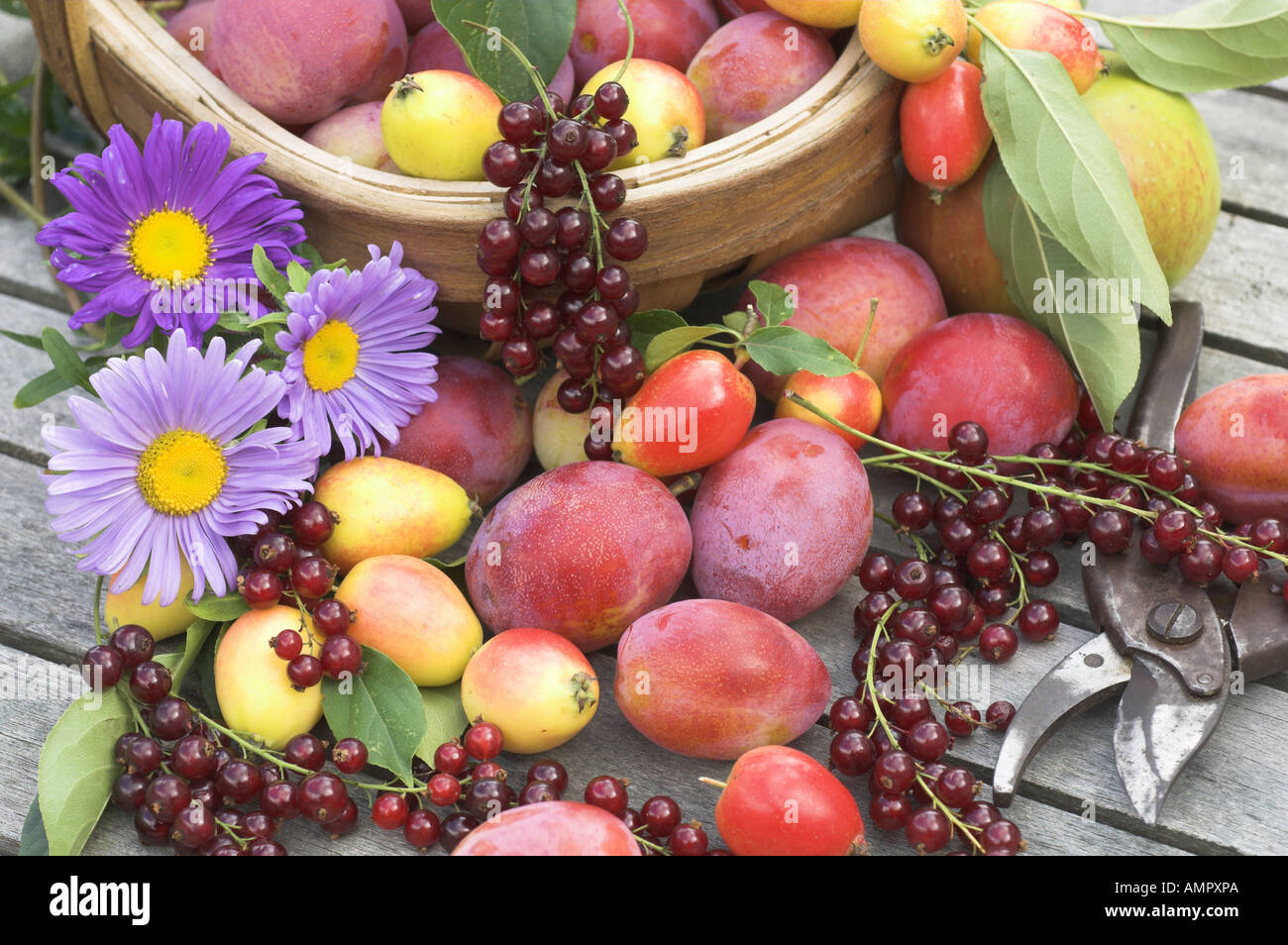 Freshly  picked Selection of home grown soft fruit, including apples, plums, red currants and berries, England, August Stock Photo