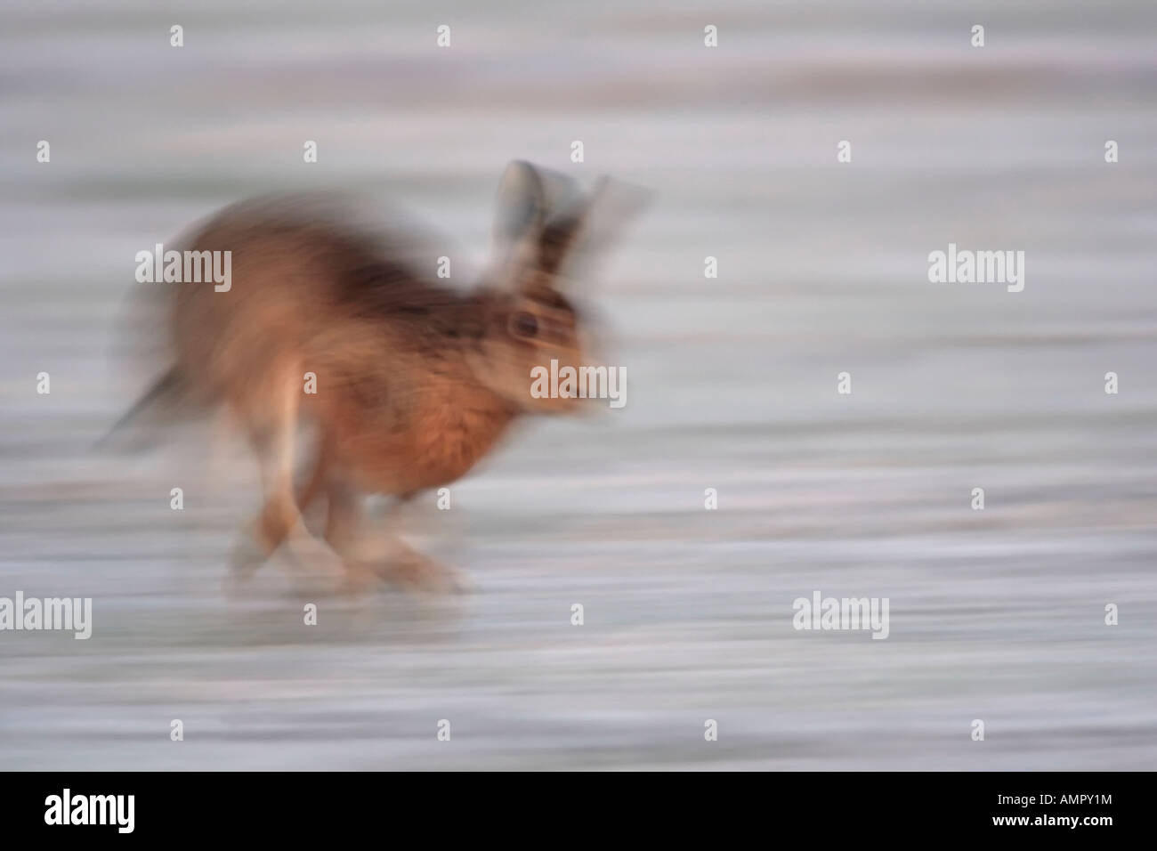 Brown hare Lepus europaeus running on frosty morning Therfield hertfordshire Stock Photo