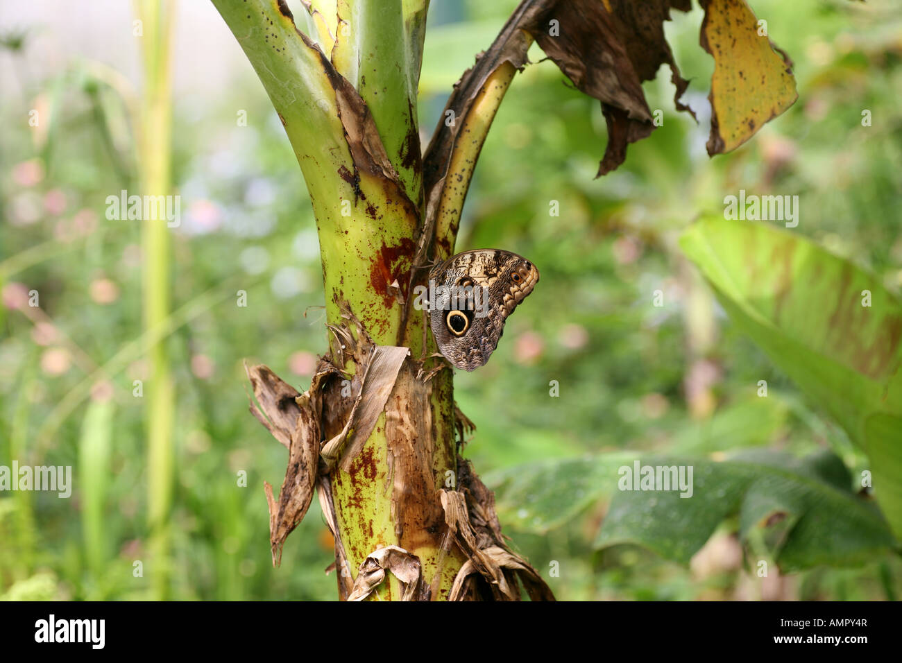 Owl Butterfly on plant Stock Photo