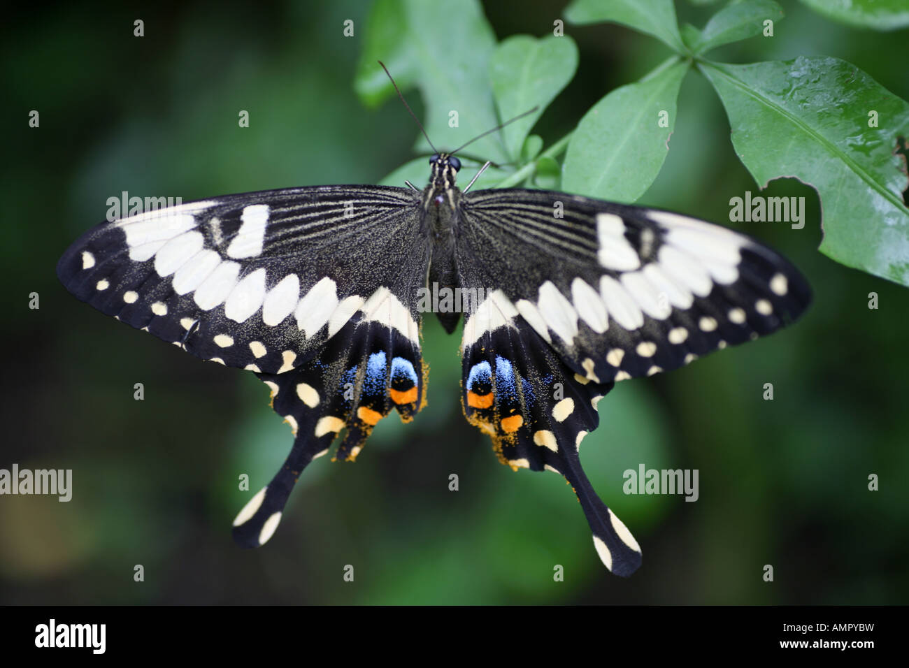 swallowtail Butterfly close up Stock Photo