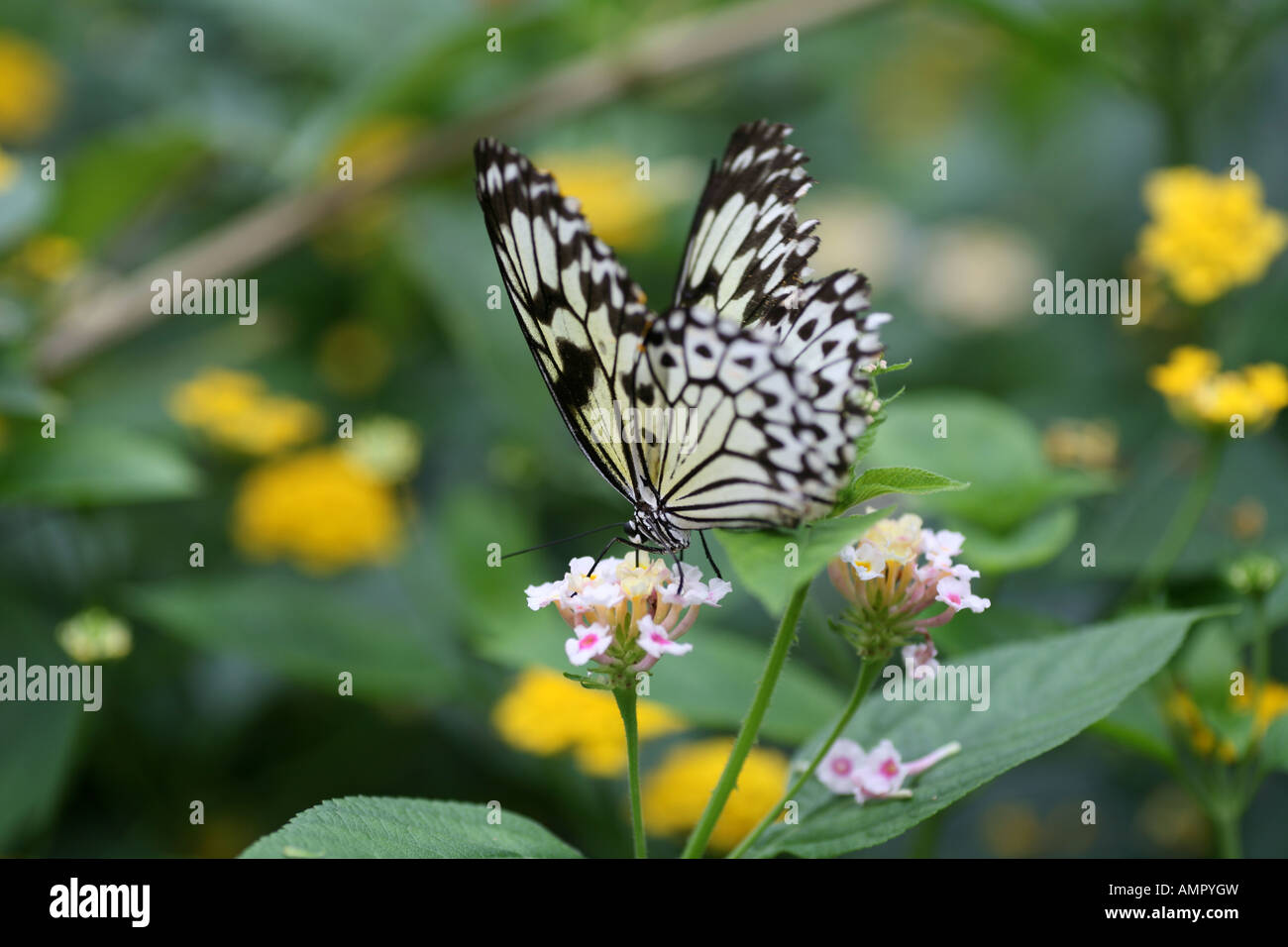 Tree Nymph butterfly feeding on flower Stock Photo