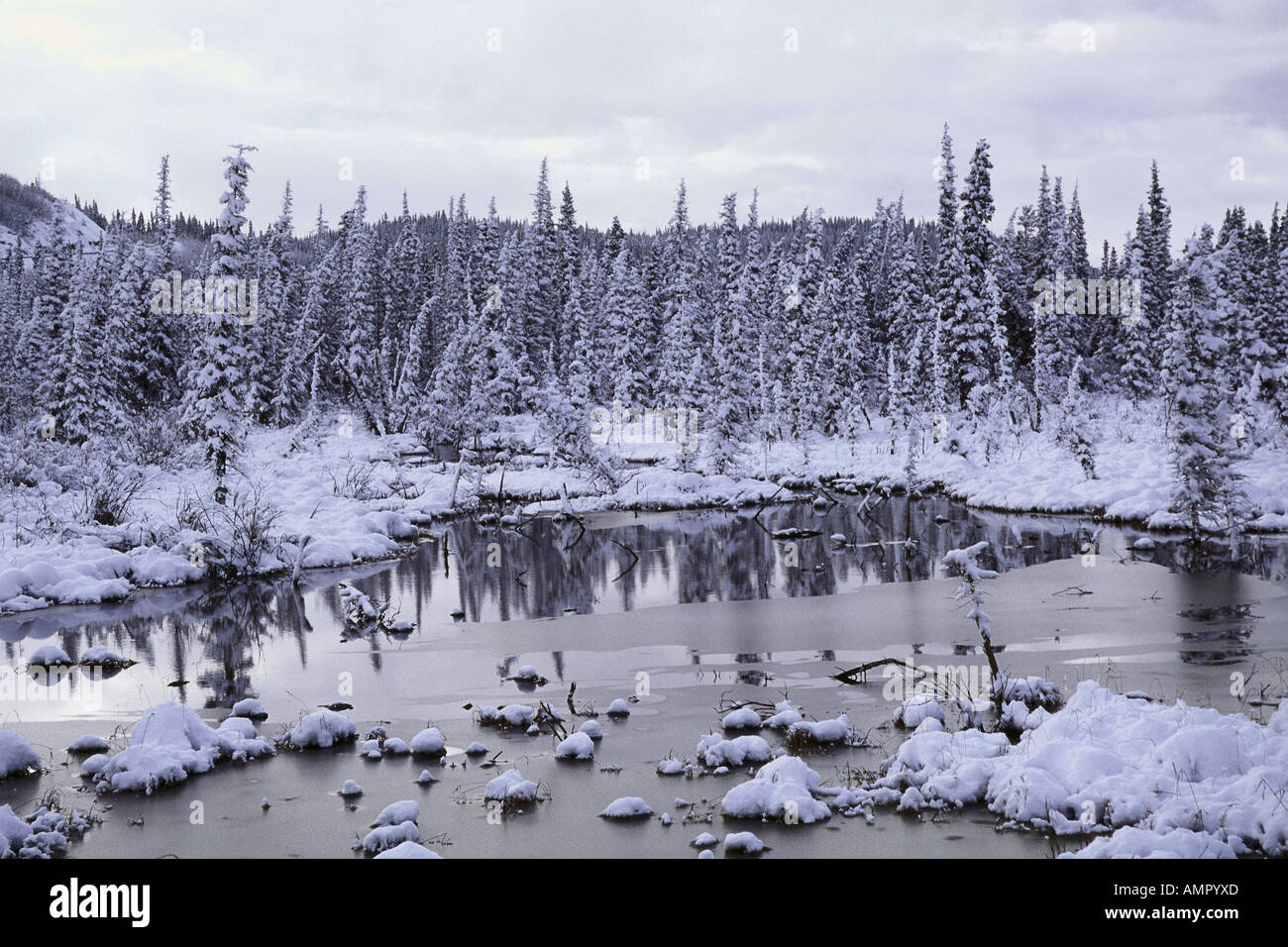 Christmas Creek, Yukon, Canada Stock Photo
