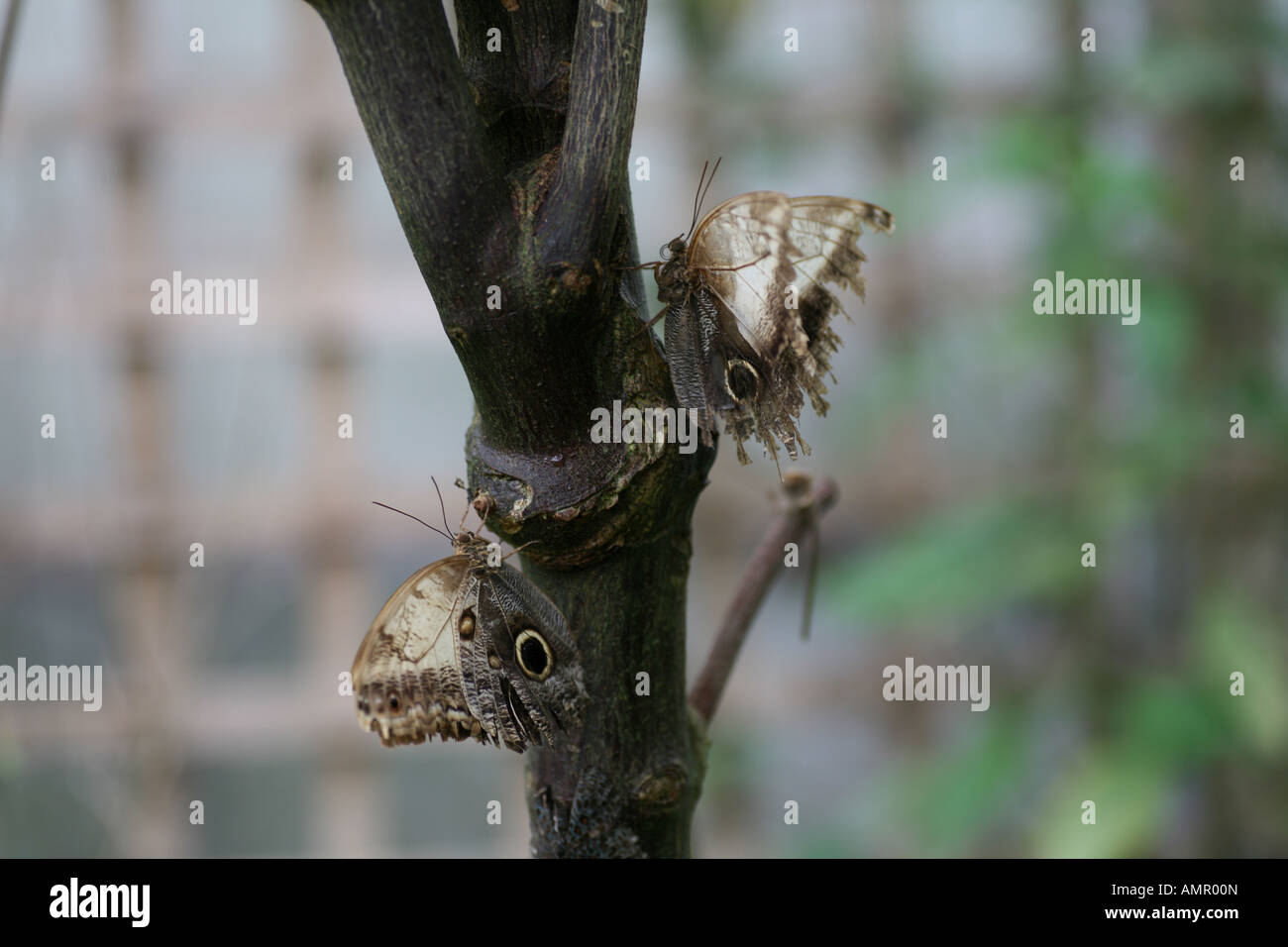 Owl butterflies on tree Stock Photo