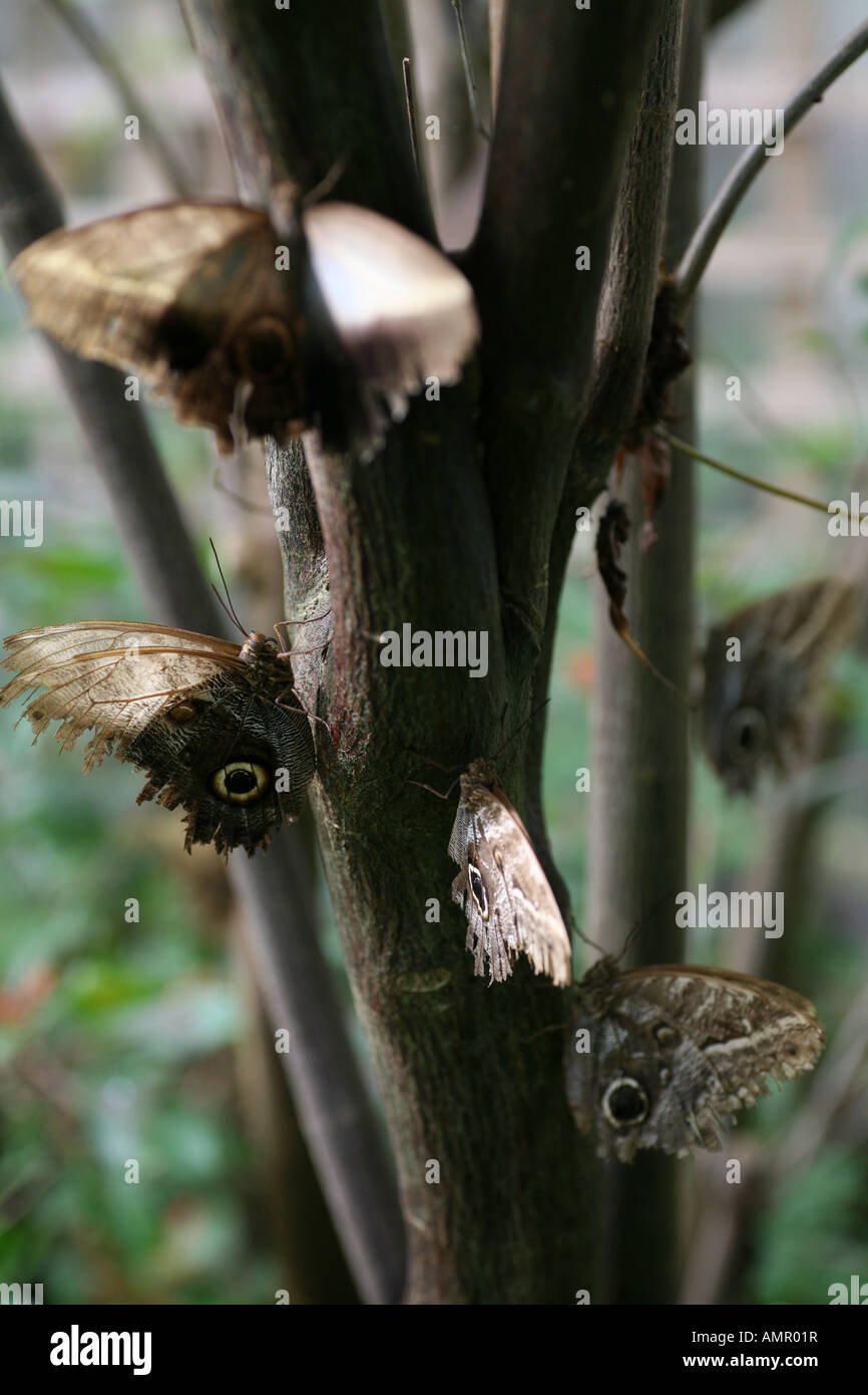 Owl Butterflys on tree Stock Photo