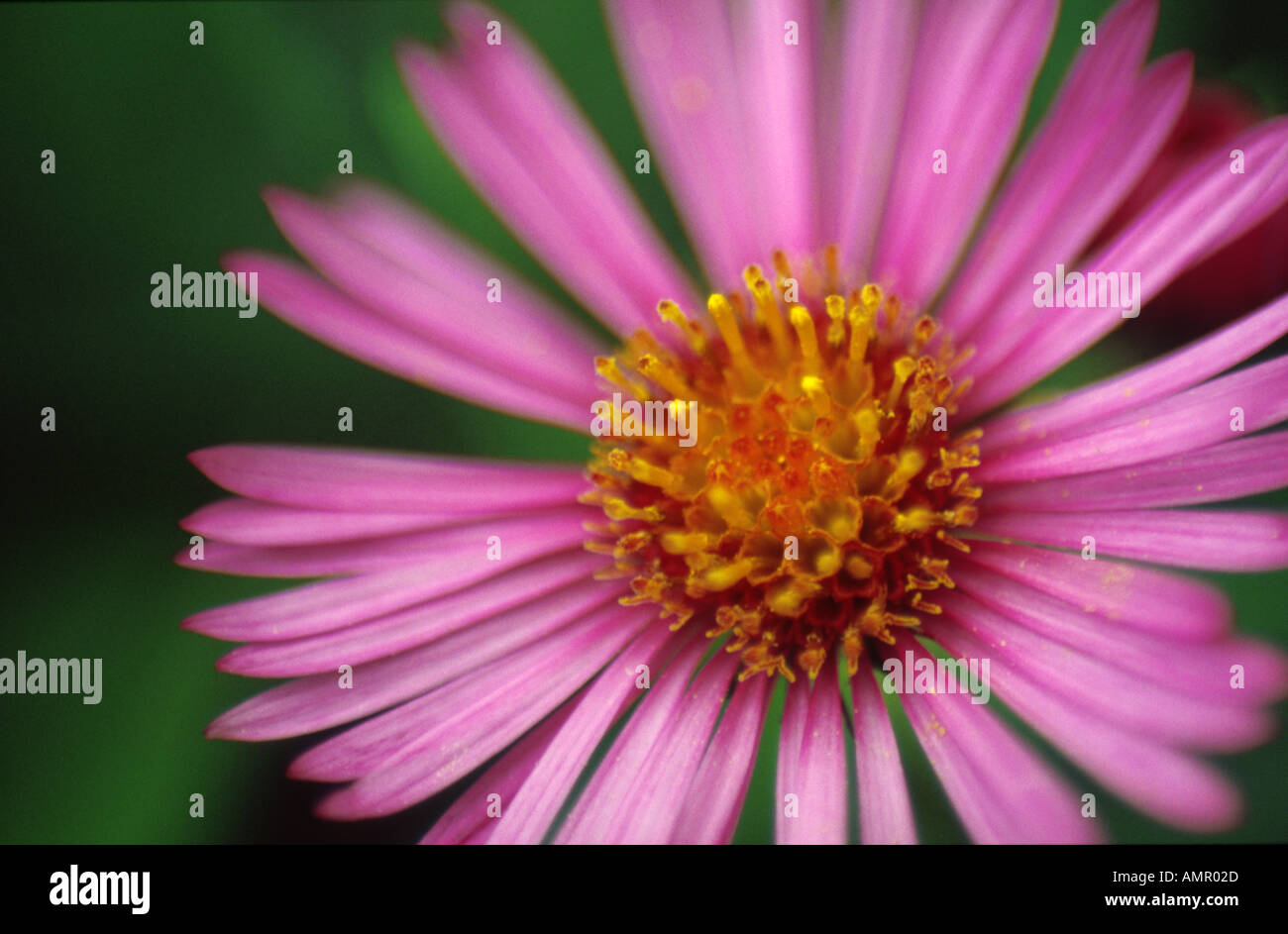 macro aster novae angliae barr s pink michaelmas daisy composae Stock Photo