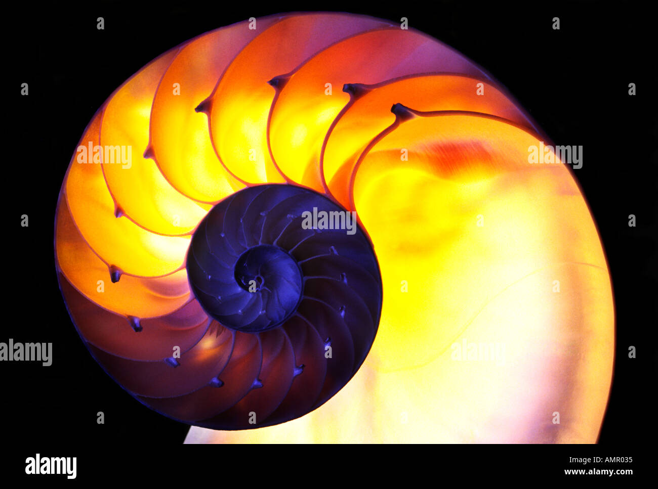 Studio photograph of a Chamber Nautilus shell Stock Photo Alamy