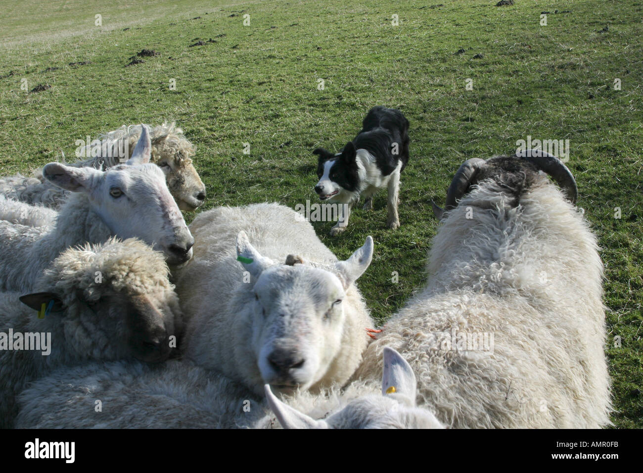 border collie sheep dog herding sheep in Yorkshire Stock Photo