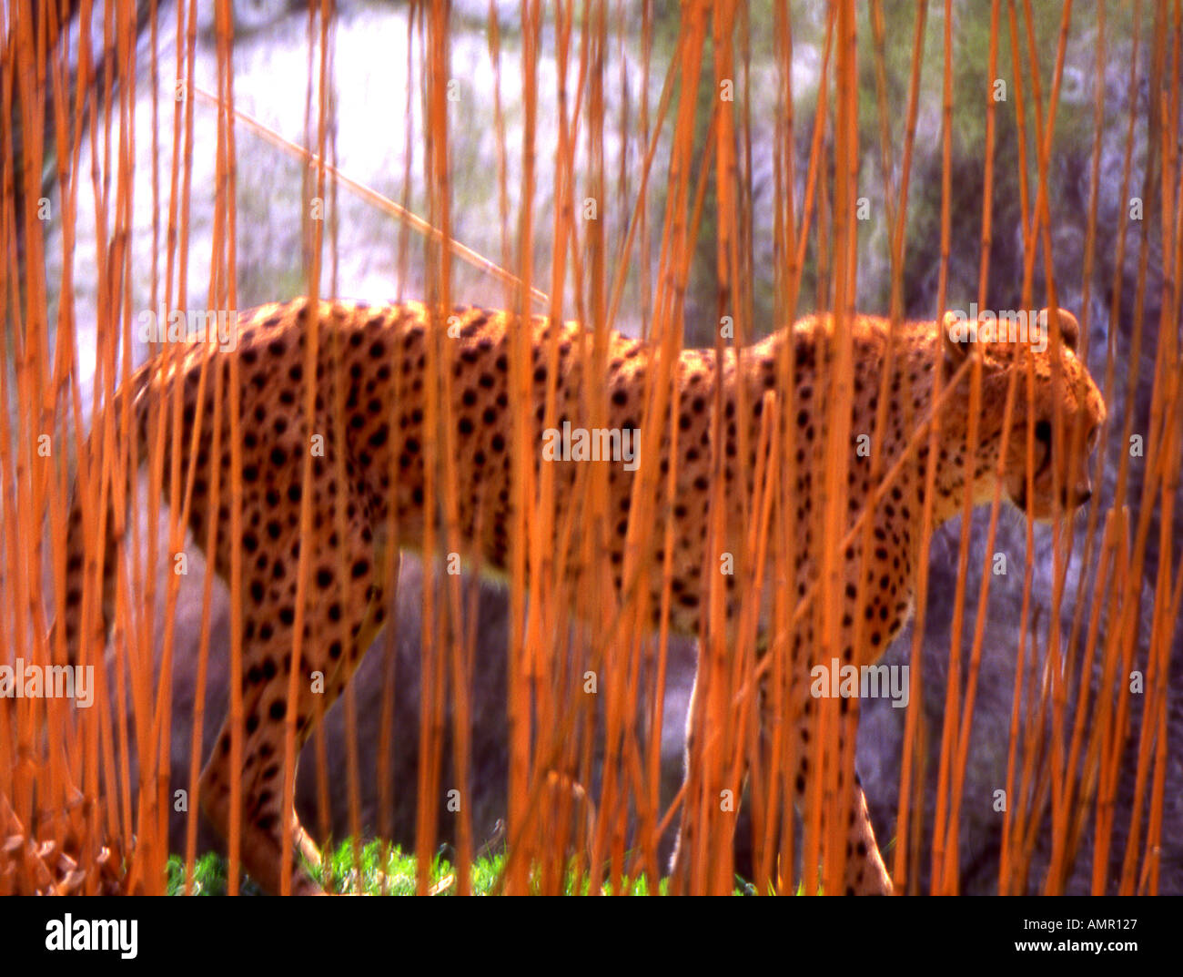 Cheetah in the Reeds at the Bronx Zoo New York City New York U S A Stock Photo