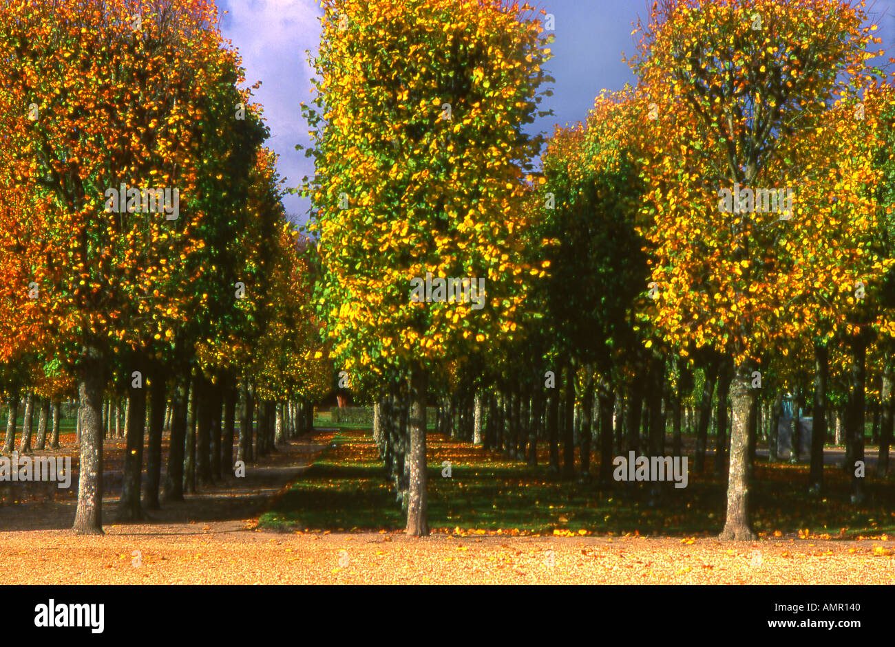 Row of Trees Trees in Autumn Chateau Du Rambouillet Rambouillet ile de France France Stock Photo