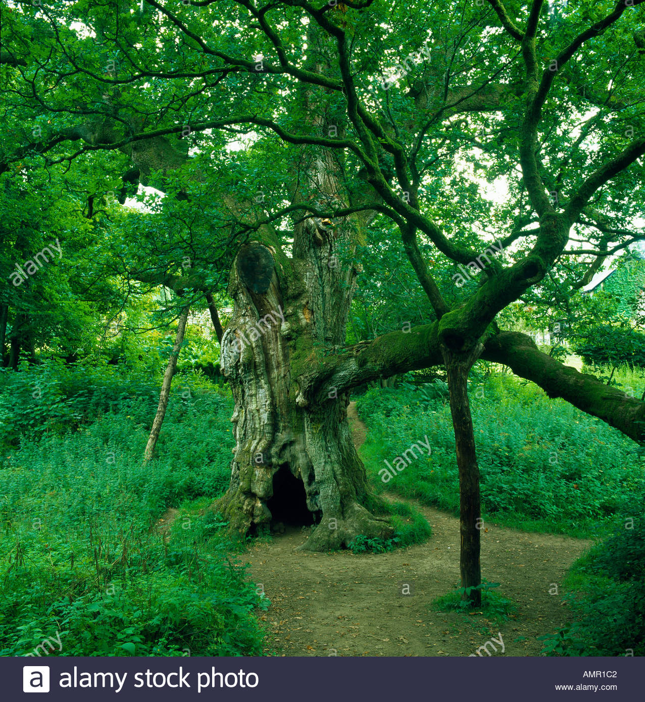 Birnam Wood Stock Photos & Birnam Wood Stock Images Alamy