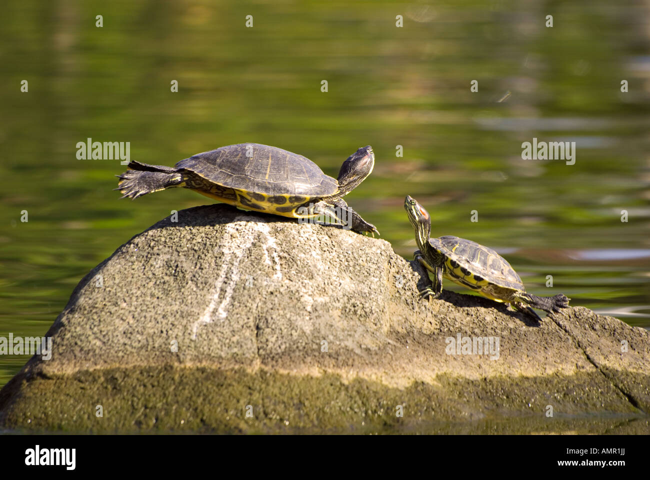 turtles on the stone Stock Photo - Alamy