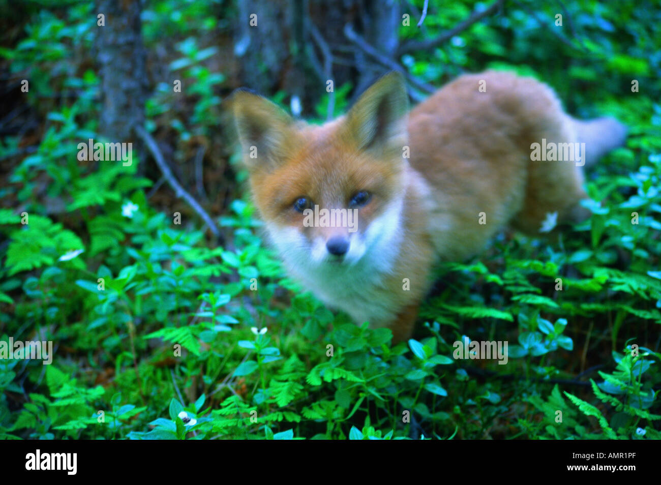Red Fox, Dividalen, Troms, Norway Stock Photo