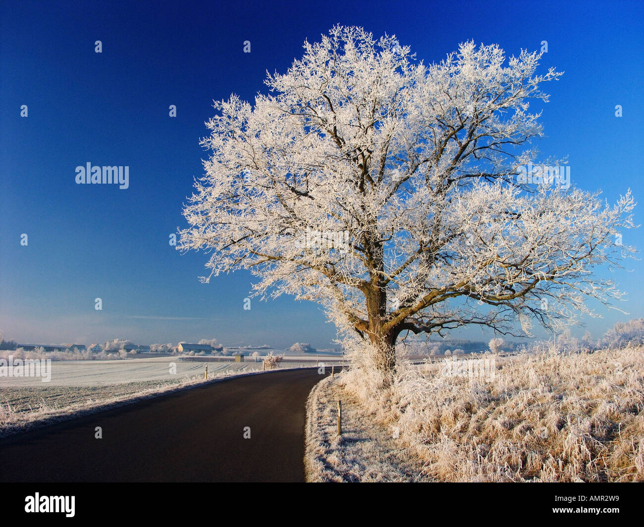 Gilching Germany Road and Tree with Hoarfrost, Gilching, Bavaria, Germany Stock Photo ...