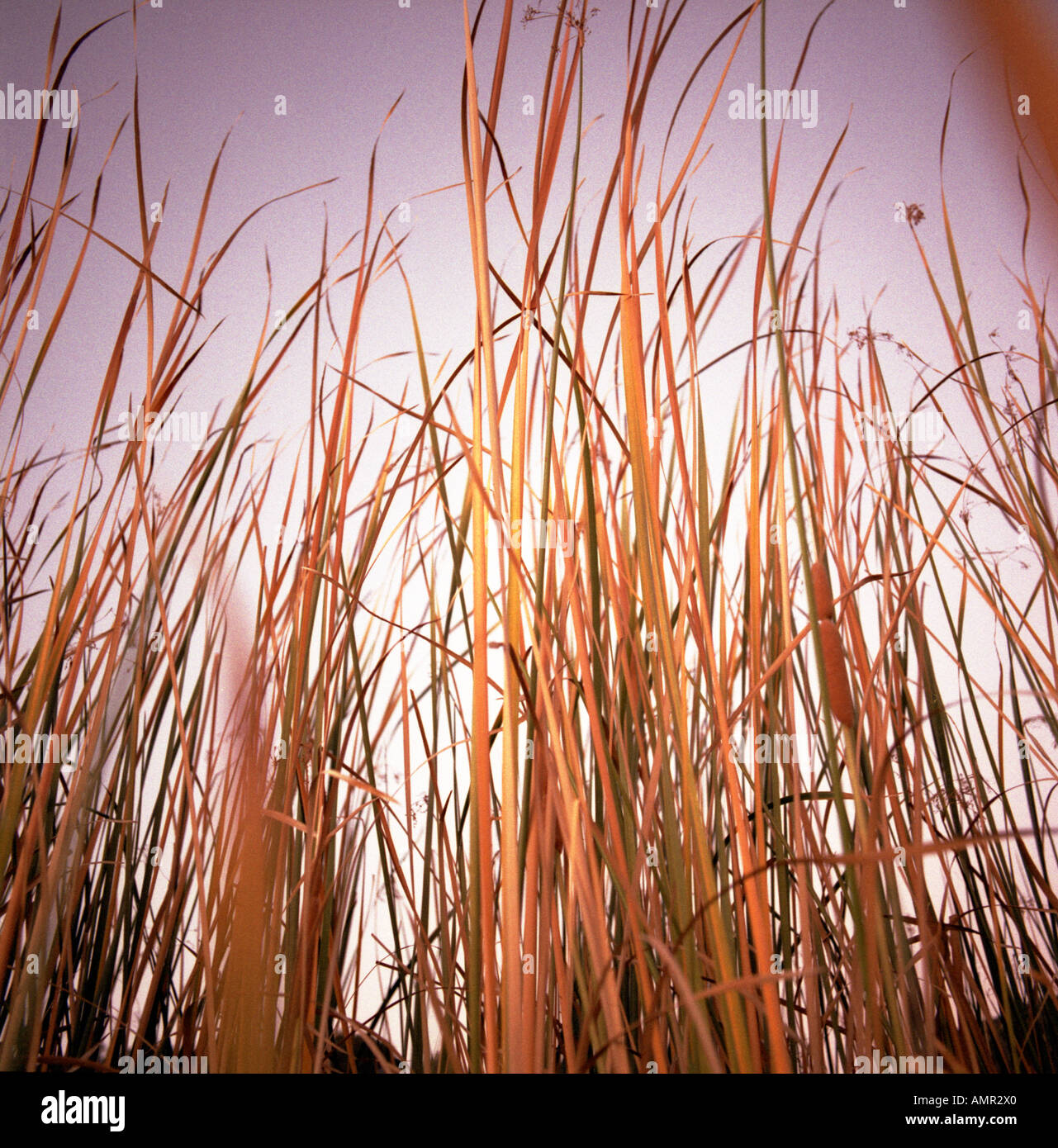 Reeds in the swamp hi-res stock photography and images - Alamy