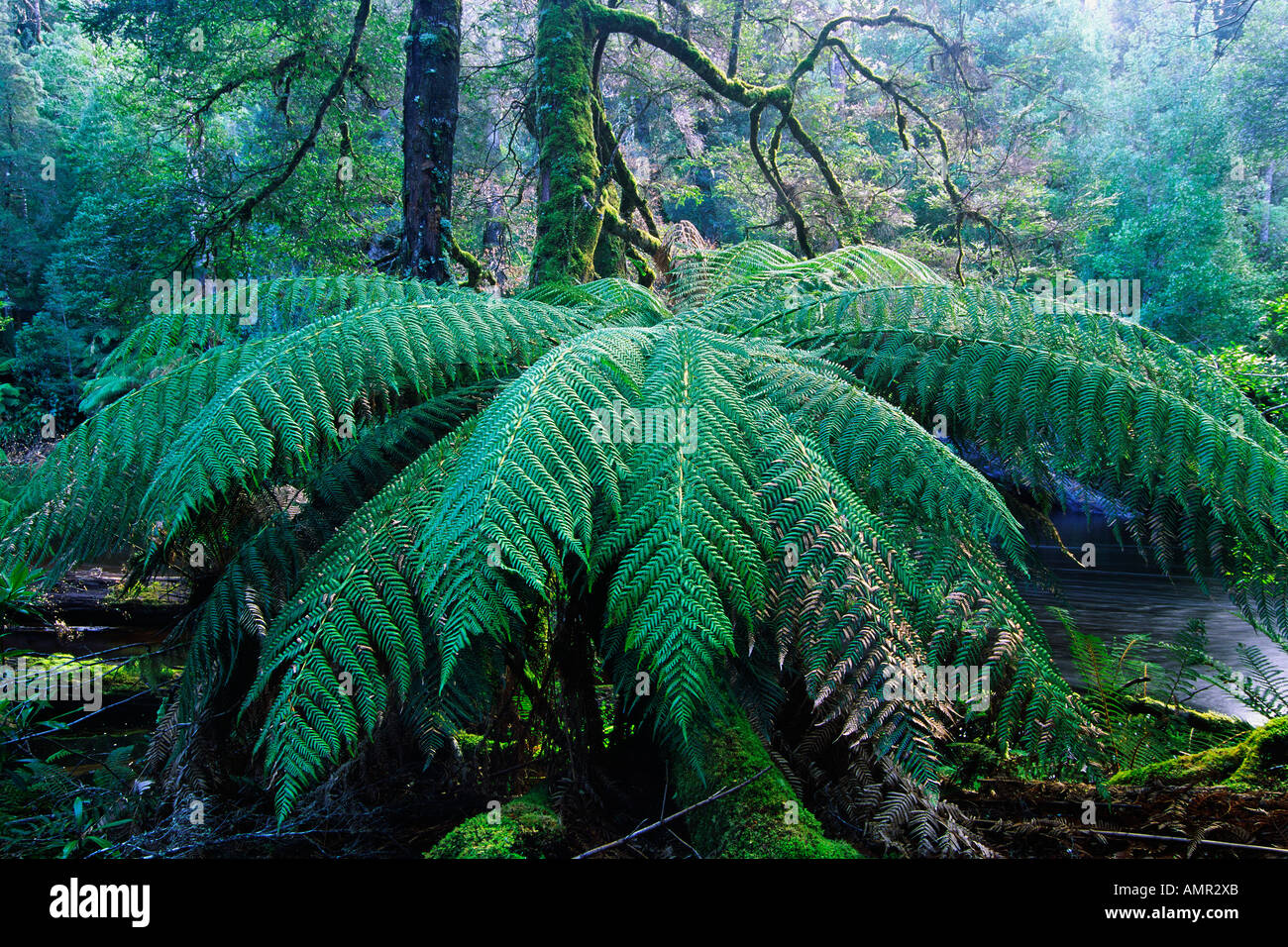 Tree Fern and Beech Trees, Styx Valley, Tasmania, Australia Stock Photo