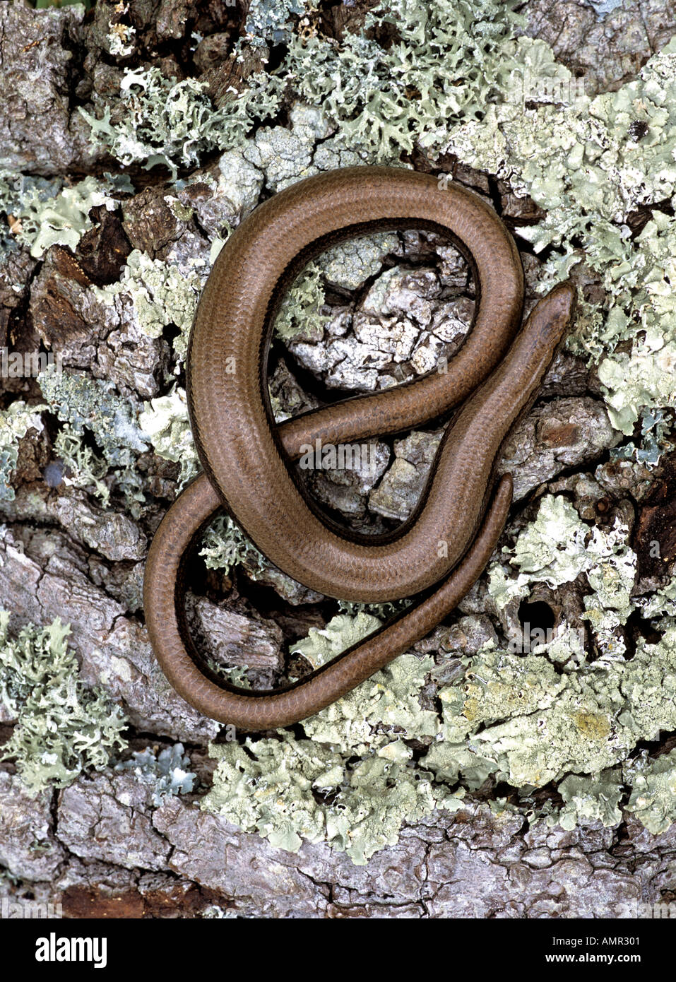 Slow worm Anguis fragilis  Stock Photo