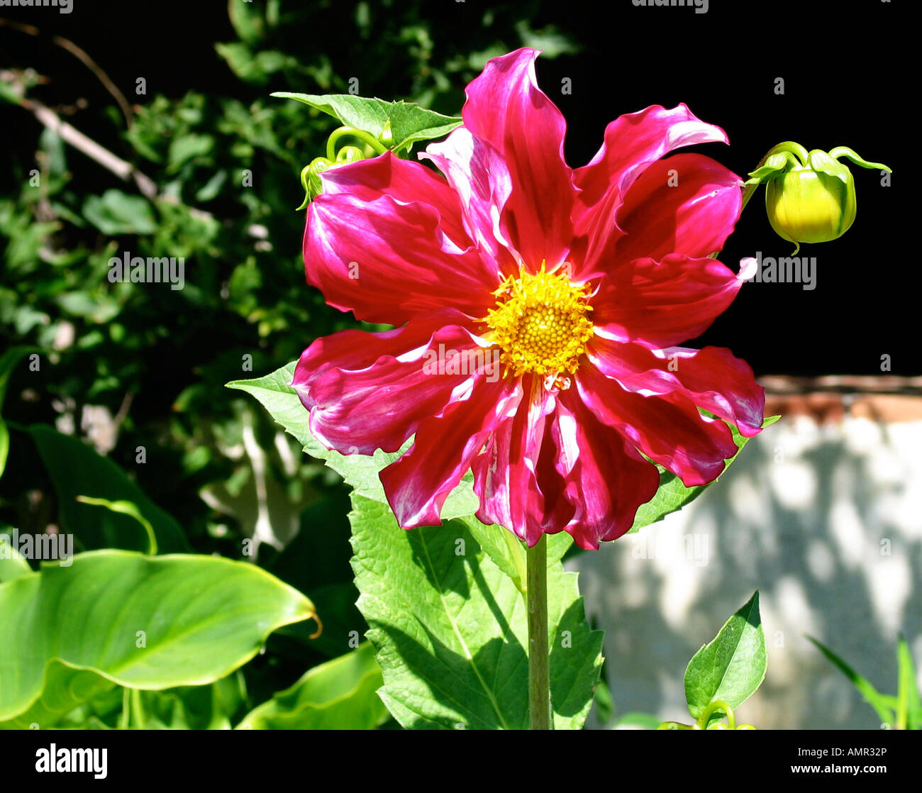 Dahlia flower plant hi-res stock photography and images - Alamy