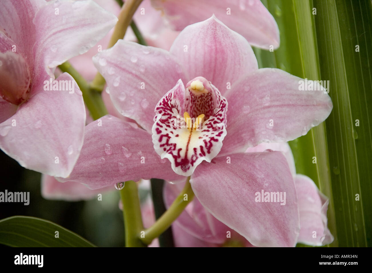 Large pink cymbidium orchid with spotted center Stock Photo - Alamy