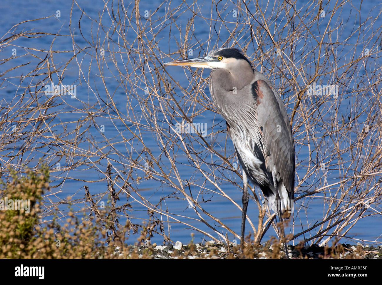 Juvenile Great Blue Heron Stock Photo - Alamy