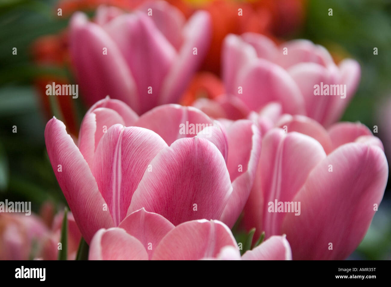 Closeup of group of large perfect pink tulips in peak bloom Stock Photo