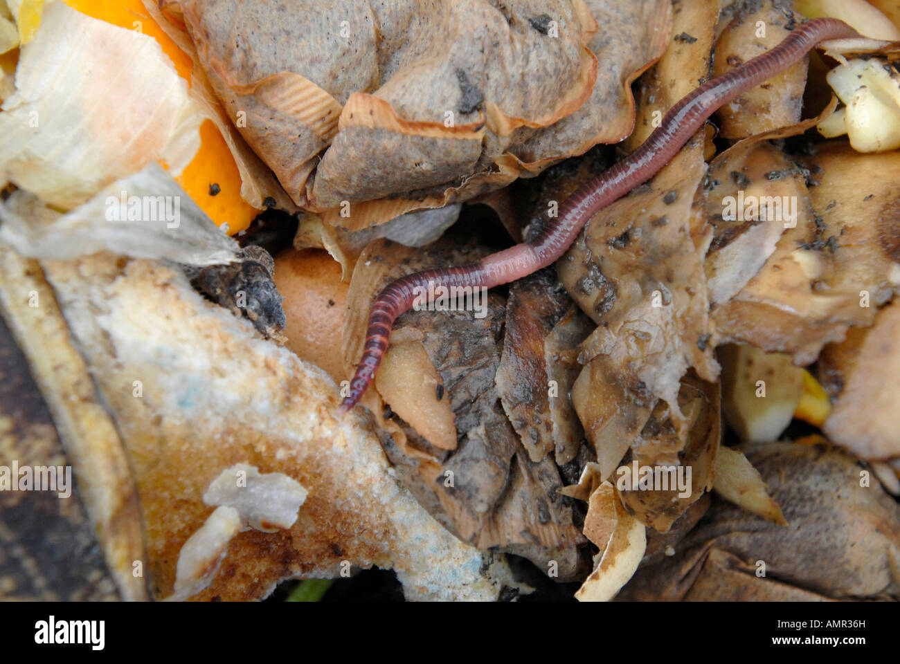 Worms for a wormery hi-res stock photography and images - Alamy