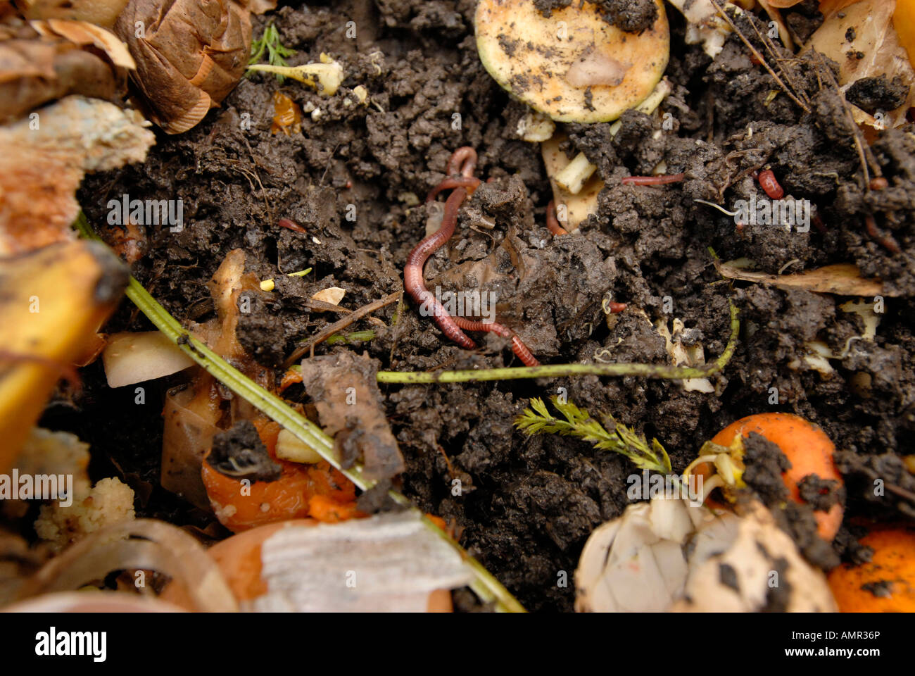 Compost worms in a home wormery with kitchen waste Stock Photo Alamy